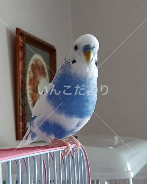 迷い鳥の写真