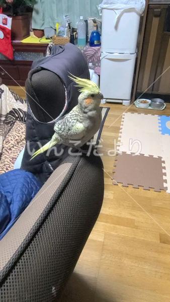 迷い鳥の写真