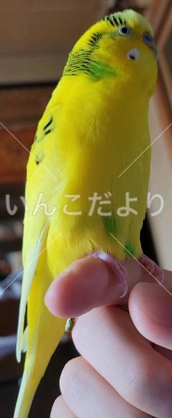 迷い鳥の写真