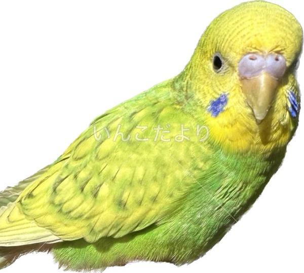 保護鳥の写真
