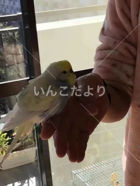 迷い鳥の写真