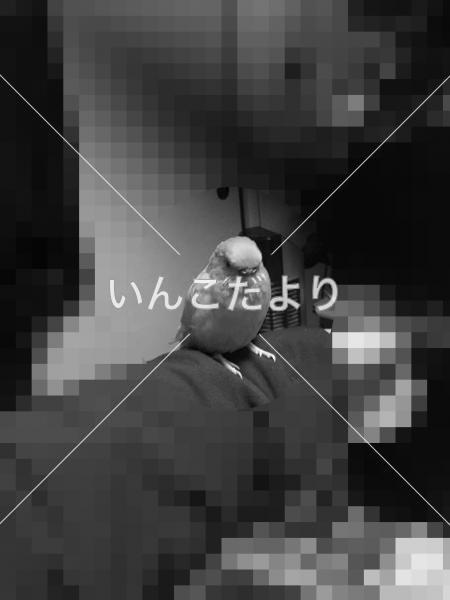 保護鳥の写真