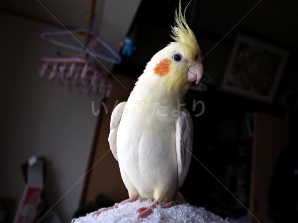 迷い鳥の写真