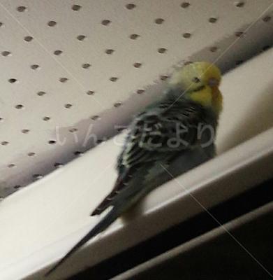 保護鳥の写真