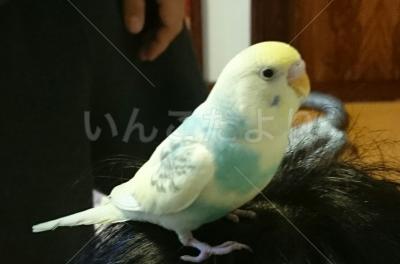 迷い鳥の写真