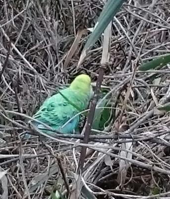 保護鳥の写真