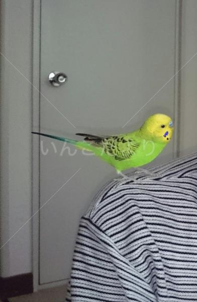 迷い鳥の写真