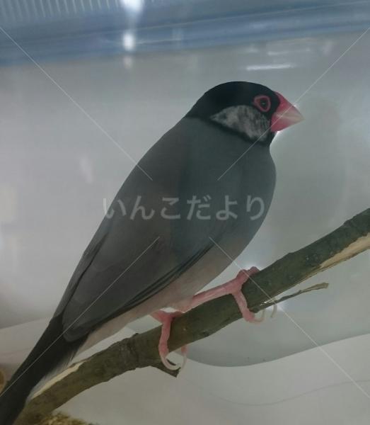 保護鳥の写真