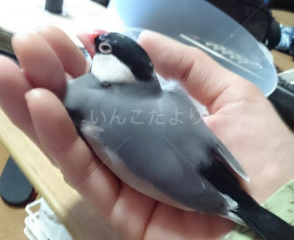 迷い鳥の写真