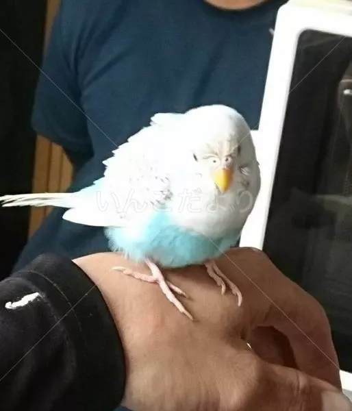 保護鳥の写真