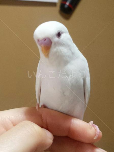 迷い鳥の写真