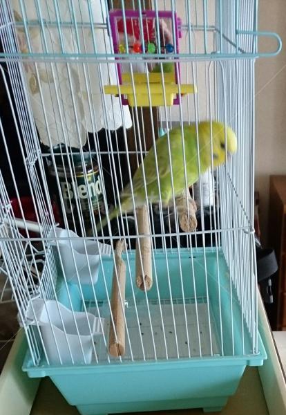 迷い鳥の写真