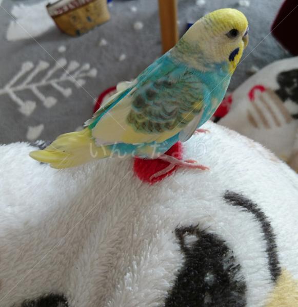 保護鳥の写真