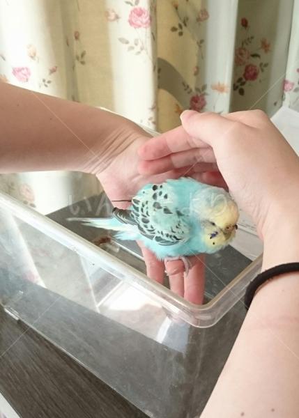 保護鳥の写真