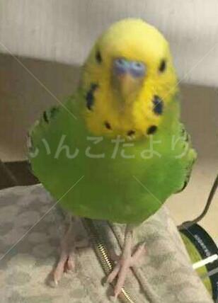 迷い鳥の写真