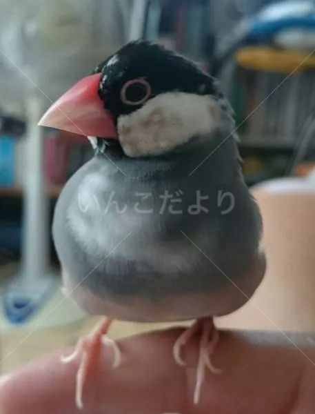 迷い鳥の写真