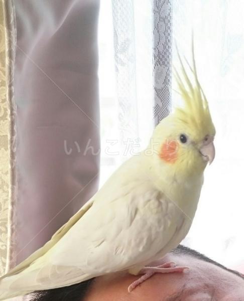迷い鳥の写真