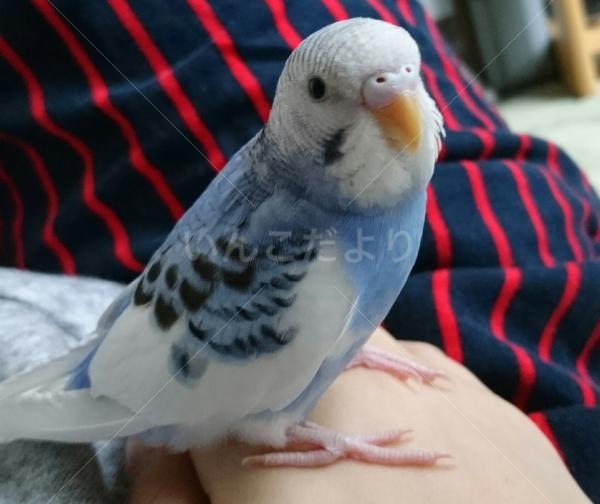 迷い鳥の写真