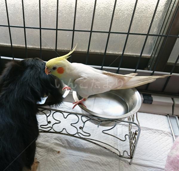 迷い鳥の写真