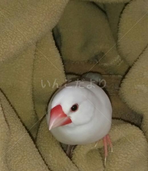 迷い鳥の写真