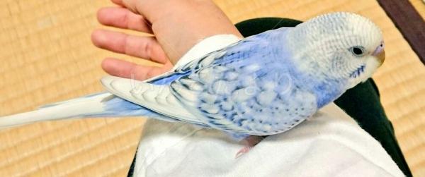 迷い鳥の写真