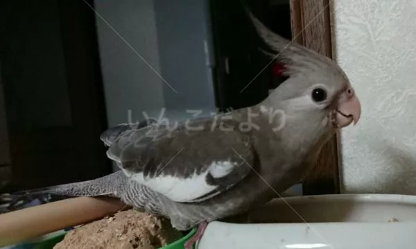 迷い鳥の写真