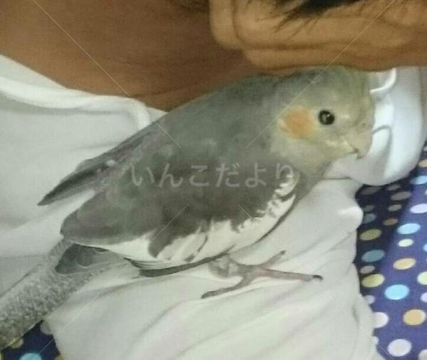 迷い鳥の写真
