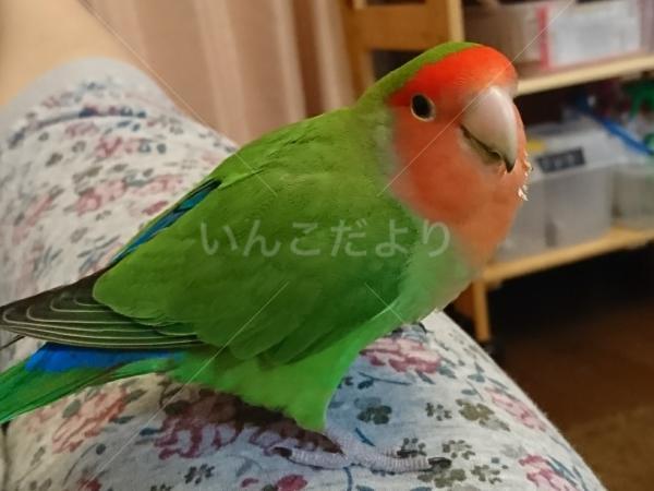 迷い鳥の写真
