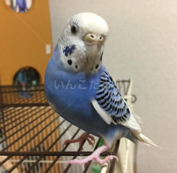 迷い鳥の写真