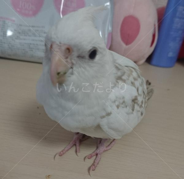 保護鳥の写真