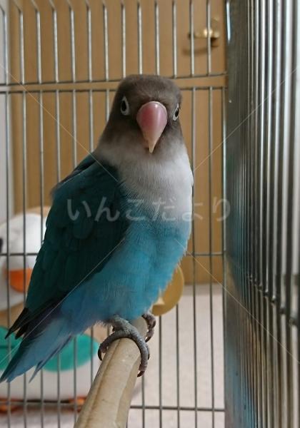 迷い鳥の写真