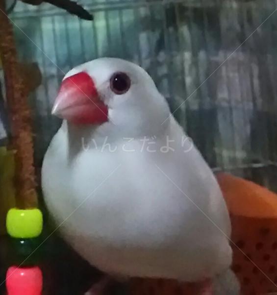 迷い鳥の写真