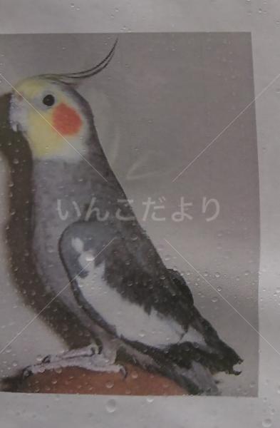 迷い鳥の写真
