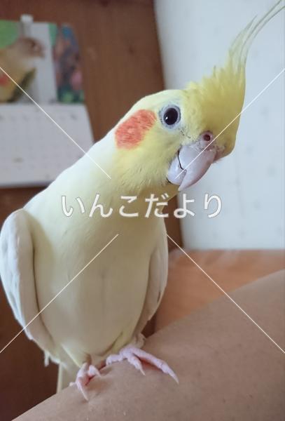 迷い鳥の写真