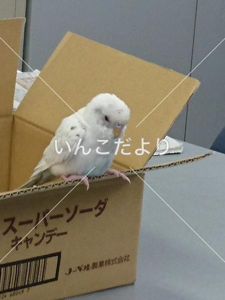保護鳥の写真