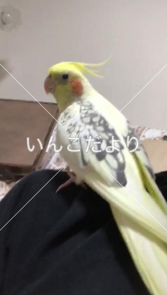迷い鳥の写真