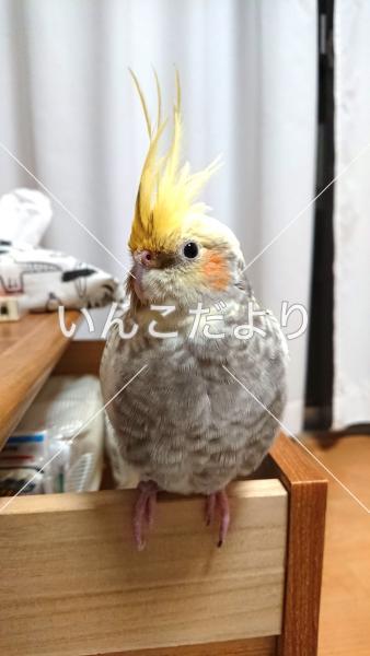 迷い鳥の写真