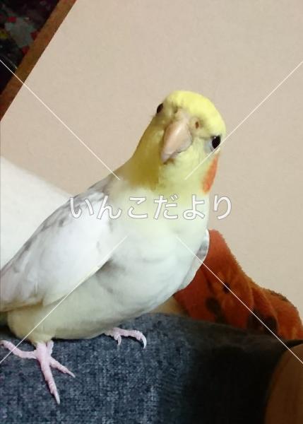 迷い鳥の写真