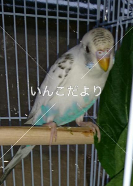 保護鳥の写真
