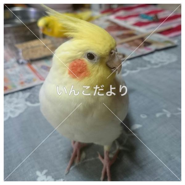 迷い鳥の写真
