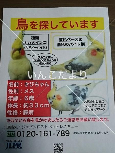迷い鳥の写真