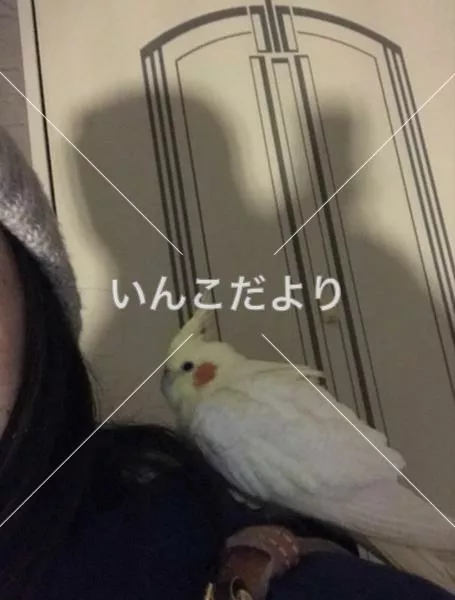 保護鳥の写真