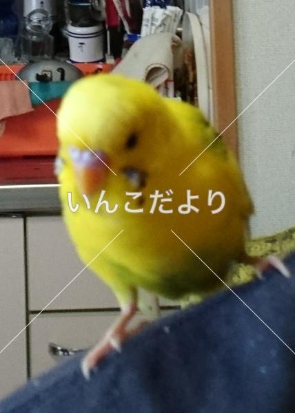 迷い鳥の写真