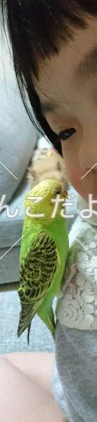 迷い鳥の写真