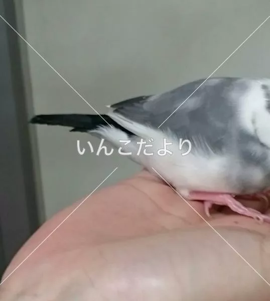 保護鳥の写真