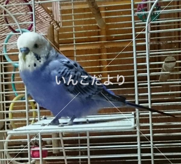 迷い鳥の写真