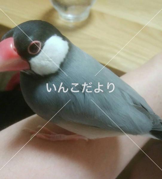 迷い鳥の写真