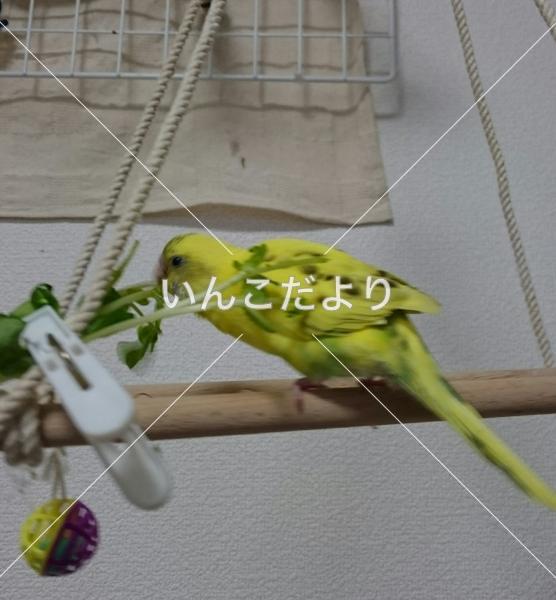 迷い鳥の写真