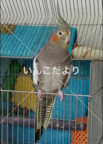 迷い鳥の写真