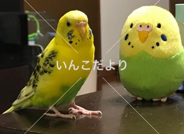 迷い鳥の写真